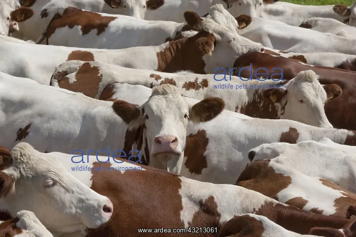 : Herd of Cows montbeliardes Park Jura France : Herd of Cows montbeliardes Park Jura France