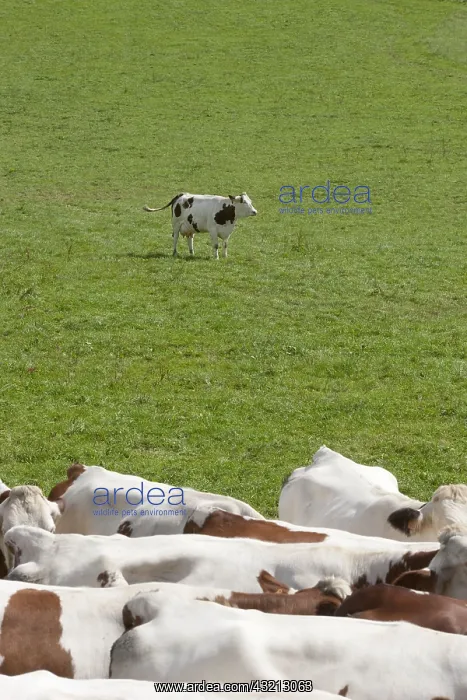 : Herd of Cows montbeliardes Park Jura France : Herd of Cows montbeliardes Park Jura France