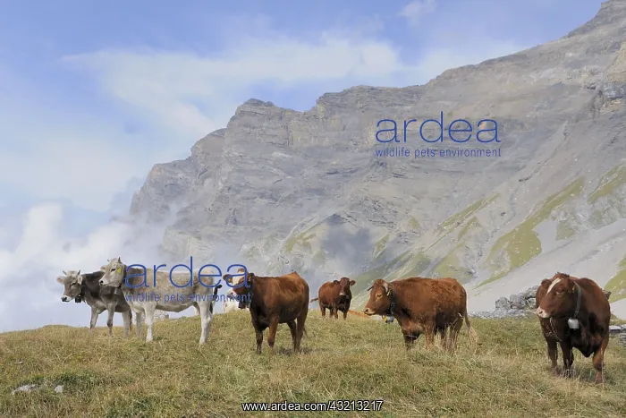 : Herd of Cows in the mountains in Switzerland : Herd of Cows in the mountains in Switzerland