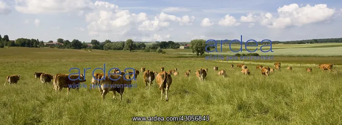 : Herd of Cows pre Limousines France : Herd of Cows pre Limousines France