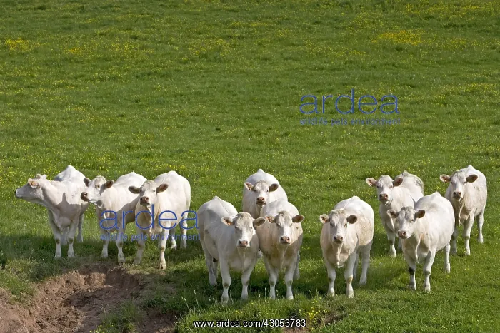 : Herd of Cows race Charolaise Charolais France : Herd of Cows race Charolaise Charolais France