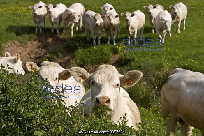: Herd of Cows race Charolaise Charolais France : Herd of Cows race Charolaise Charolais France
