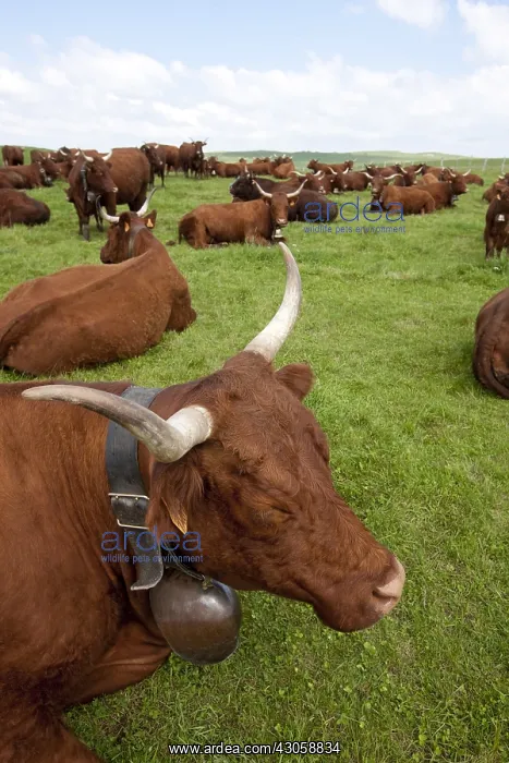 : Herd of Cows Salers Park in Cantal France : Herd of Cows Salers Park in Cantal France