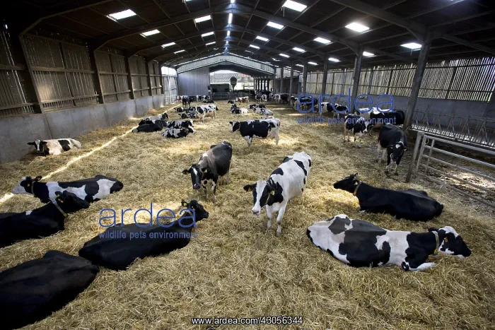: Herd of Cows in stalls on the clean straw : Herd of Cows in stalls on the clean straw