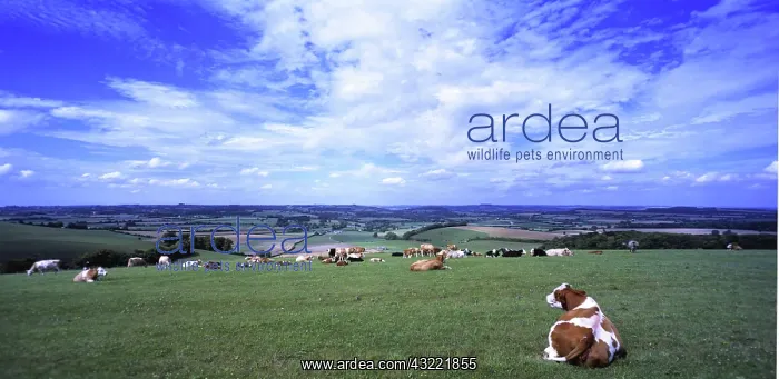 : Herd of cows in Wiltshire, UK : Herd of cows in Wiltshire, UK
