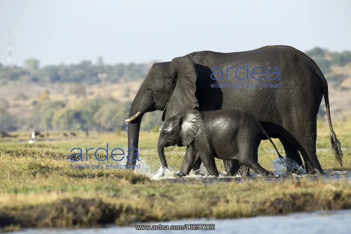 : Herd of elephants crossing the river - Botswana, Africa : Herd of elephants crossing the river - Botswana, Africa