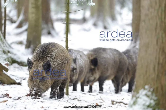 : Herd of Eurasian wild boars (Sus scrofa) walking : Herd of Eurasian wild boars (Sus scrofa) walking