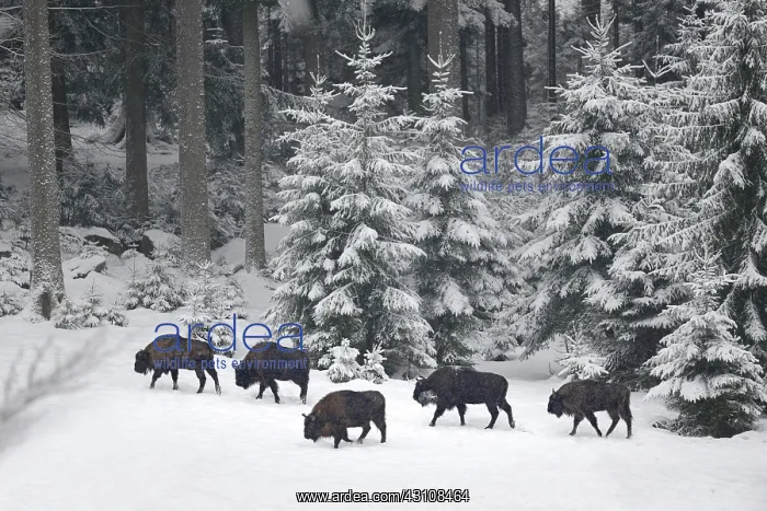 : Herd of European Bison (Bison bonasus) in snow : Herd of European Bison (Bison bonasus) in snow