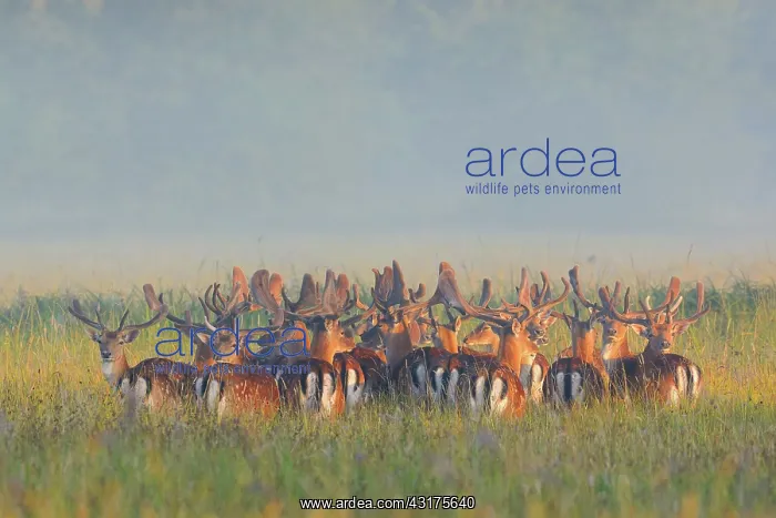 : Herd of Fallow Deers (Cervus dama) on misty morning : Herd of Fallow Deers (Cervus dama) on misty morning