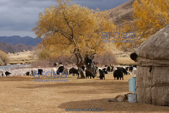 : Herd of goats in the camp of yurts Kyrgyzstan : Herd of goats in the camp of yurts Kyrgyzstan