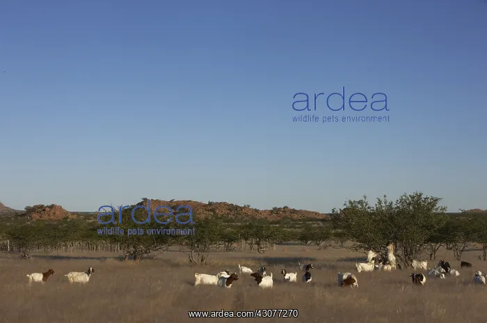 : Herd of Goats Damaraland Namibia : Herd of Goats Damaraland Namibia