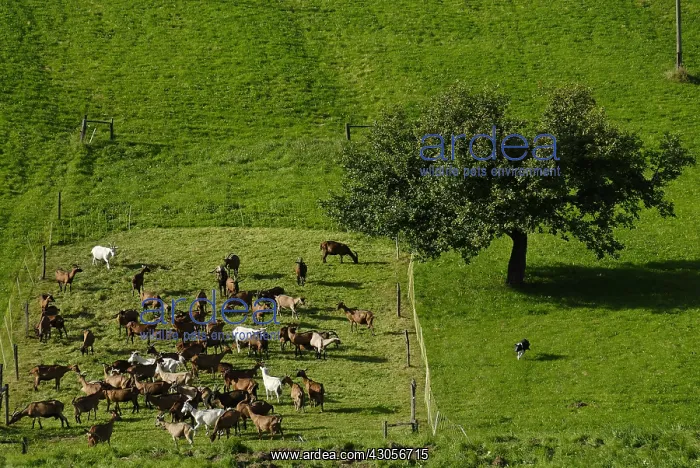 : Herd of Goats with a dog in a meadow Breitenbach : Herd of Goats with a dog in a meadow Breitenbach