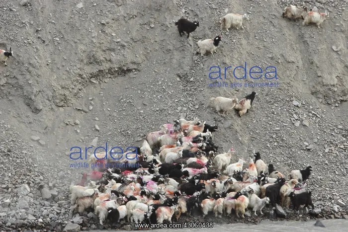 : Herd of goats down a mountain Zanskar India : Herd of goats down a mountain Zanskar India