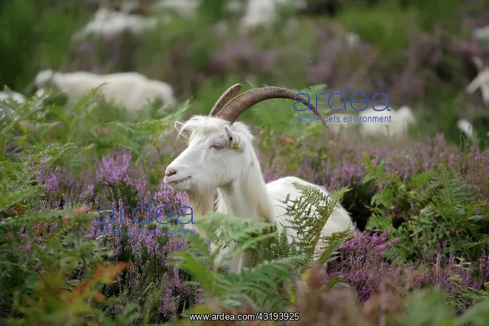 : Herd of goats, Naturschutzgebiet Wahner Heide nature : Herd of goats, Naturschutzgebiet Wahner Heide nature