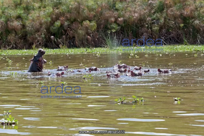 : Herd of Hippopotamus - In water : Herd of Hippopotamus - In water