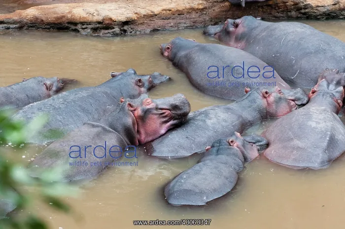 : Herd of Hippopotamuses, (Hippopotamus amphibius) : Herd of Hippopotamuses, (Hippopotamus amphibius)