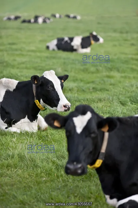 : Herd of Holstein cows lying in the meadow : Herd of Holstein cows lying in the meadow