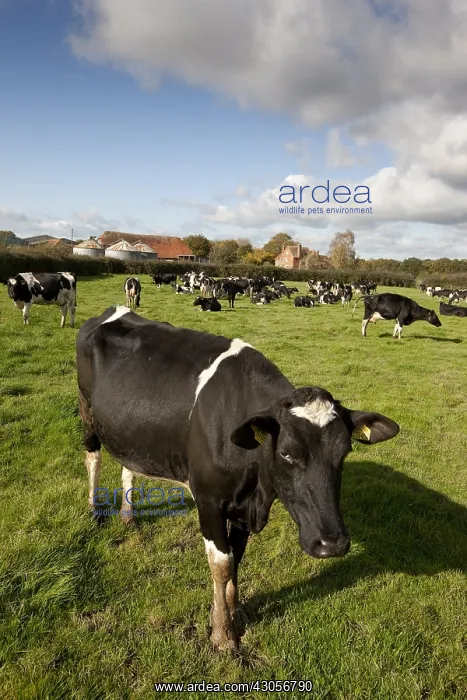: Herd of Holstein cows in the meadow United Kingdom : Herd of Holstein cows in the meadow United Kingdom