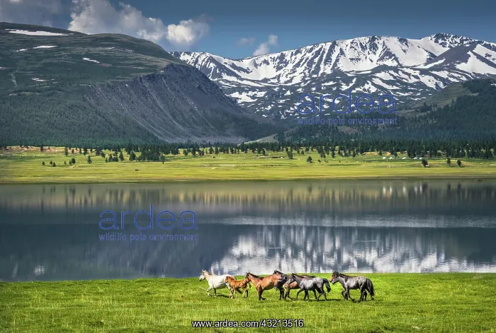 : Herd of horses running at the lake, Altai Mountains : Herd of horses running at the lake, Altai Mountains