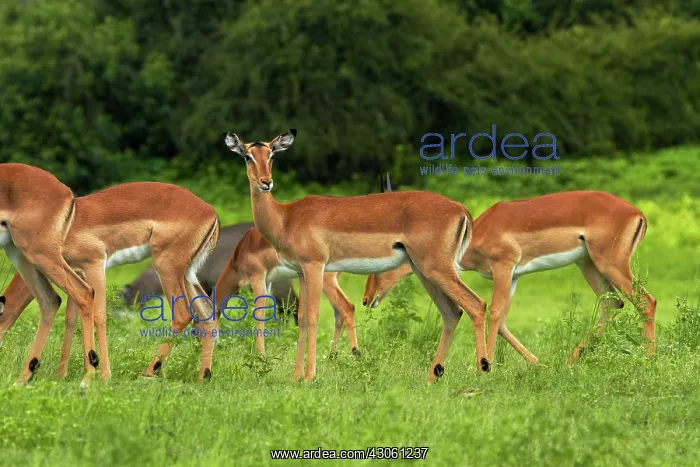 : Herd of Impala (Aepyceros melampus melampus) : Herd of Impala (Aepyceros melampus melampus)