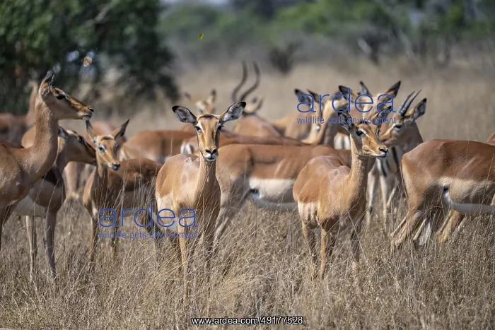 : Herd of impala (Aepyceros melampus) in tall grass : Herd of impala (Aepyceros melampus) in tall grass