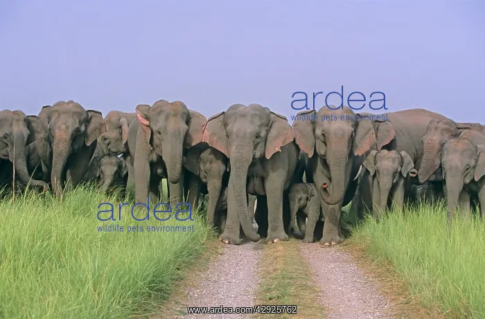 : Herd of Indian / Asian Elephants blocking the track : Herd of Indian / Asian Elephants blocking the track