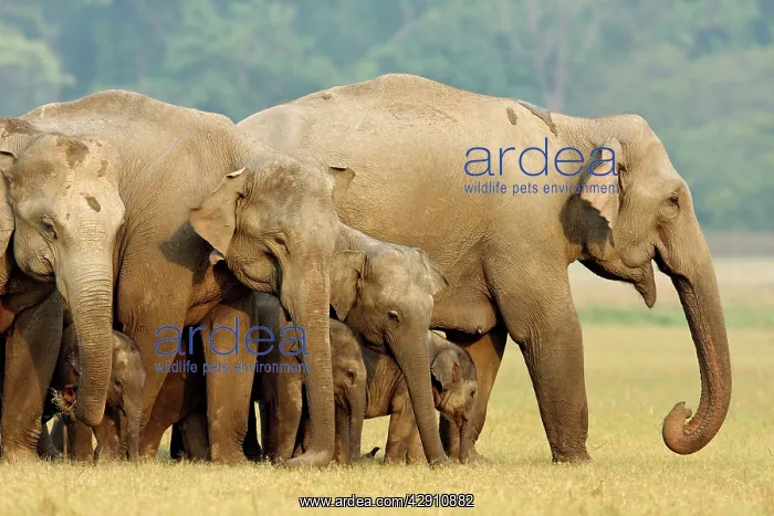 : Herd of Indian / Asian Elephants in the grassland : Herd of Indian / Asian Elephants in the grassland