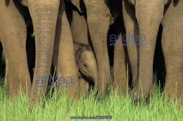 : Herd of Indian / Asian Elephants - guarding calf : Herd of Indian / Asian Elephants - guarding calf