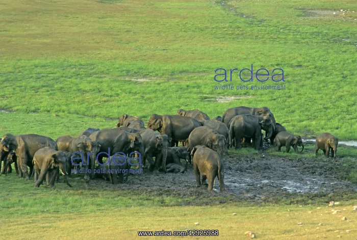 : Herd of Indian / Asian Elephants mud-wallowing : Herd of Indian / Asian Elephants mud-wallowing