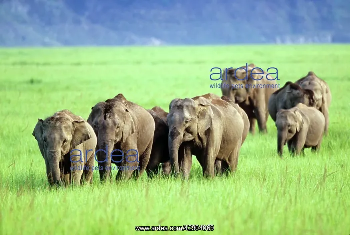 : Herd of Indian / Asian Elephants walking through : Herd of Indian / Asian Elephants walking through