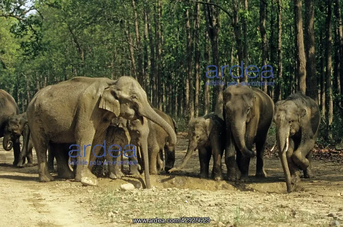 : Herd of Indian / Asian Elephants around the water-hole : Herd of Indian / Asian Elephants around the water-hole