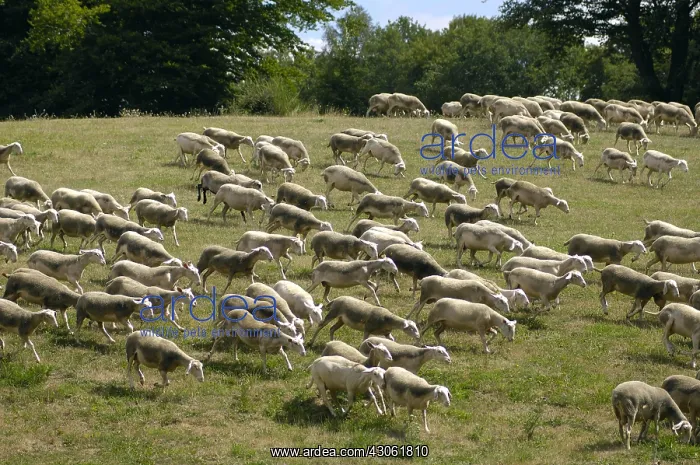 : Herd Lacaune sheeps grazing in Aveyron : Herd Lacaune sheeps grazing in Aveyron