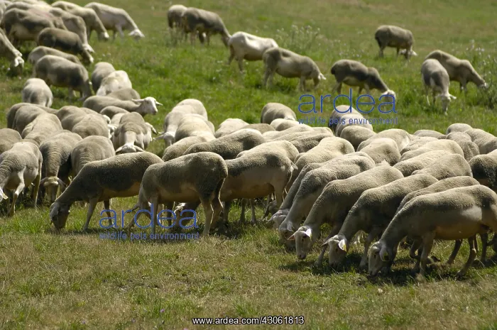 : Herd Lacaune sheeps grazing in Aveyron : Herd Lacaune sheeps grazing in Aveyron