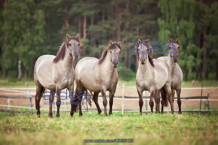: Herd of mares, Konik or Polish wild horses : Herd of mares, Konik or Polish wild horses