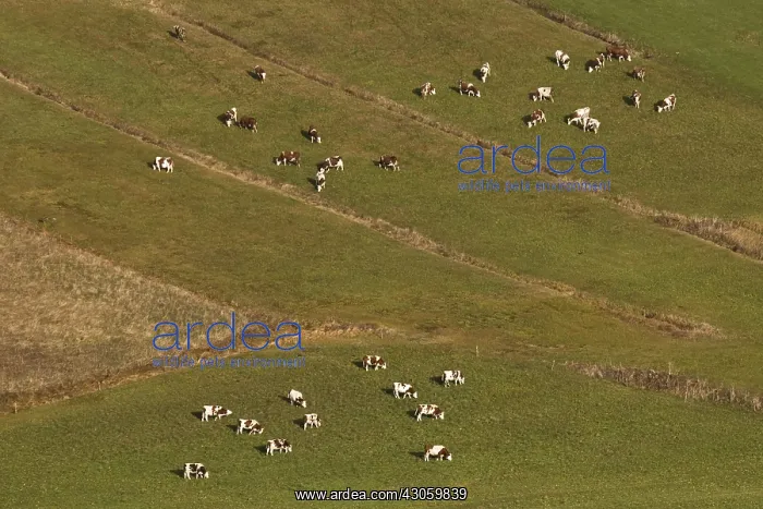 : Herd of Montbeliarde cows in meadow in autumn Jura France : Herd of Montbeliarde cows in meadow in autumn Jura France