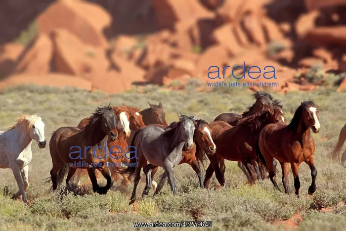 : Herd of mustangs, Monument Valley, Utah, United : Herd of mustangs, Monument Valley, Utah, United