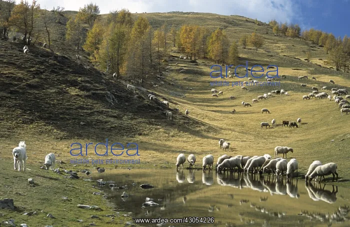 : Herd in the pastures of the Mairis Mercantour NP France : Herd in the pastures of the Mairis Mercantour NP France