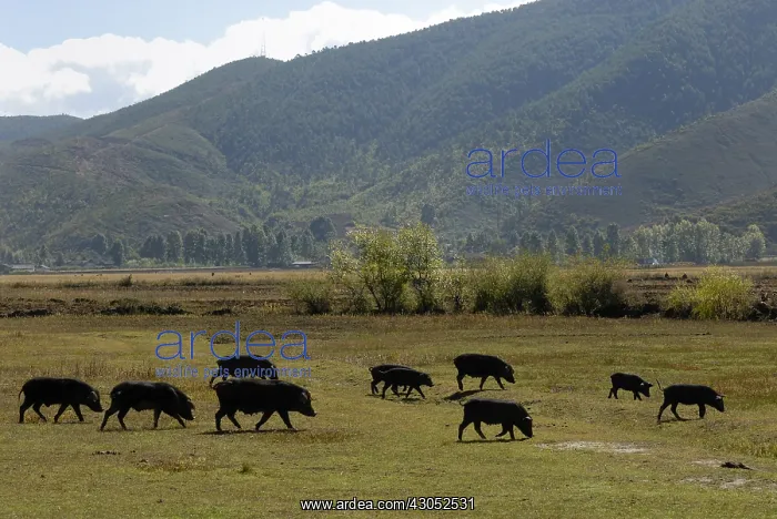 : Herd of pigs in Yunnan China : Herd of pigs in Yunnan China