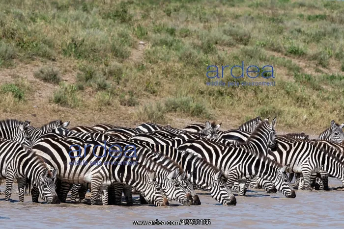 : A herd of plains zebras, Equus quagga, drinking : A herd of plains zebras, Equus quagga, drinking