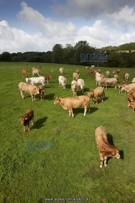 : Herd of Red Cows in a meadow Galicia Spain : Herd of Red Cows in a meadow Galicia Spain
