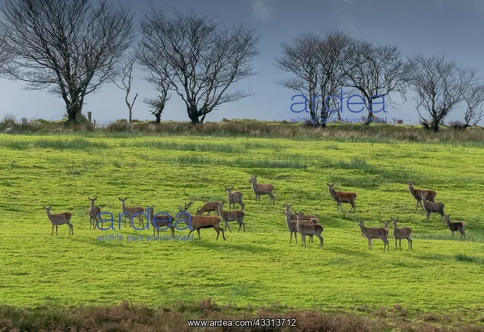 : Herd of Red Deer, Cervus elaphus, at rutting tim : Herd of Red Deer, Cervus elaphus, at rutting tim