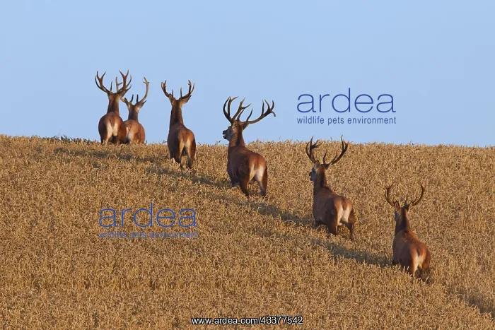 : Herd of red deer (Cervus elaphus) stags traversing : Herd of red deer (Cervus elaphus) stags traversing
