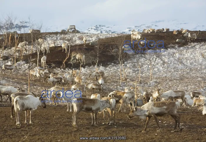 : Herd of reindeer (Rangifer tarandus) on a hill in : Herd of reindeer (Rangifer tarandus) on a hill in