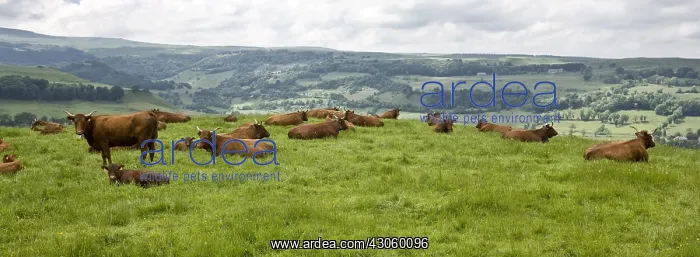 : Herd of Salers cow in a meadow Cantal France : Herd of Salers cow in a meadow Cantal France