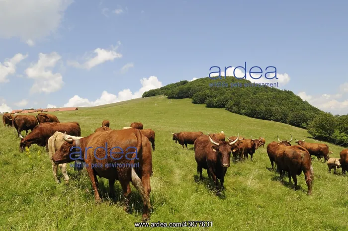 : Herd of Salers Cows grazing on the Ballon d'Alsace : Herd of Salers Cows grazing on the Ballon d'Alsace
