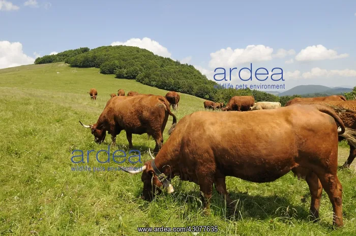 : Herd of Salers Cows grazing on the Ballon d'Alsace : Herd of Salers Cows grazing on the Ballon d'Alsace