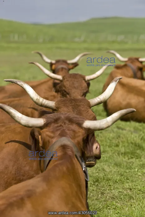 : Herd of Salers cows in the meadow in the Cantal : Herd of Salers cows in the meadow in the Cantal