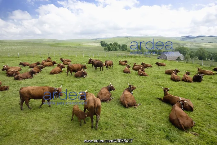 : Herd of Salers cows in the meadow in the Cantal : Herd of Salers cows in the meadow in the Cantal