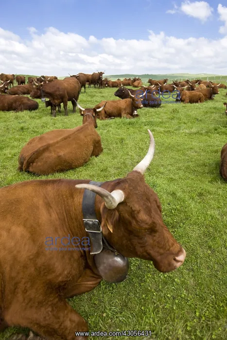 : Herd of Salers cows in the meadow in the Cantal : Herd of Salers cows in the meadow in the Cantal