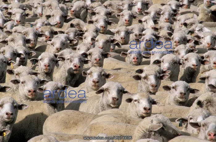 : Sheep. A herd of sheep : Sheep. A herd of sheep